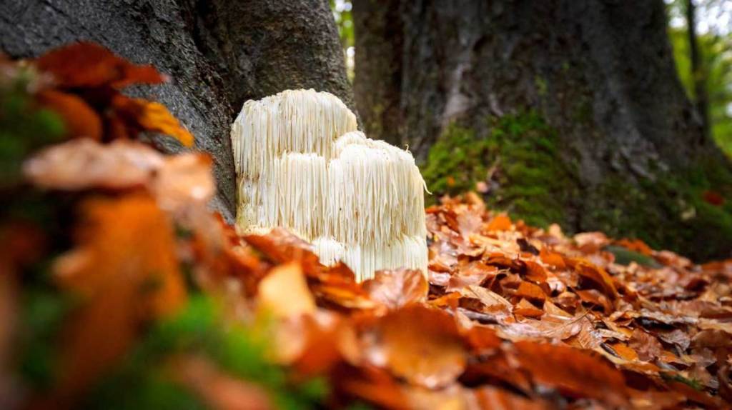 Unleashing the Power of Lion’s Mane Mushroom: Benefits, Foraging, Tincture-Making, and Where to&nbsp;Buy